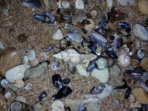 Pterochelus triformis observed 2026-09-24