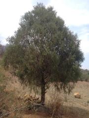 Juniperus flaccida