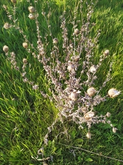 Cirsium arvense