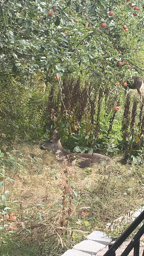 Mule Deer