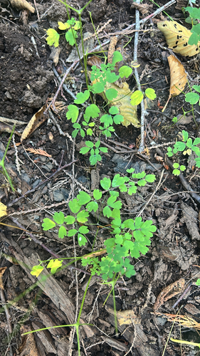 Western Meadow-rue