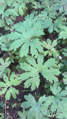 Western Sweet Coltsfoot