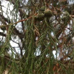 Juniperus flaccida