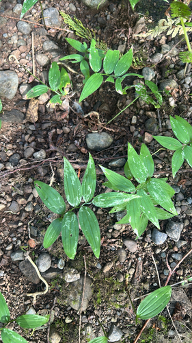 star-flowered lily-of-the-valley
