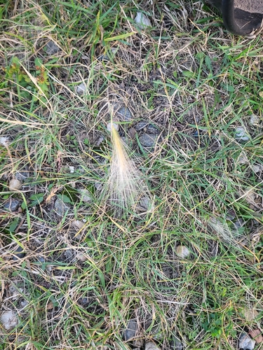 Foxtail Barley
