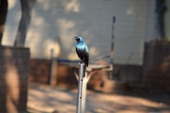 Lamprotornis australis