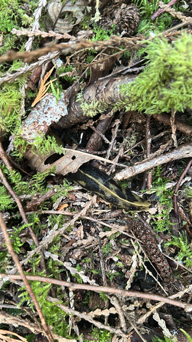 Pacific Banana Slug