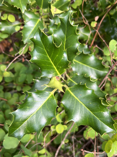 European holly