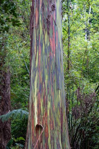 Eucalyptus observed 2026-09-23