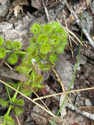 leafy sundew