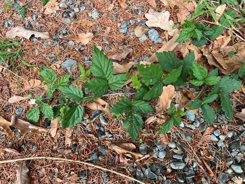 trailing blackberry