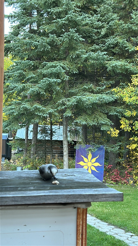 Canada Jay