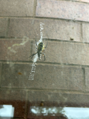Yellow Garden Spider
