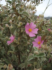 Cistus parviflorus