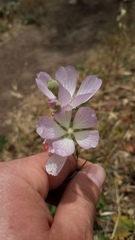 Sidalcea robusta