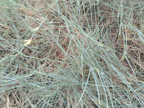 Spinifex littoreus observed 2026-09-12