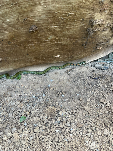 Chinese Tiger Keelback