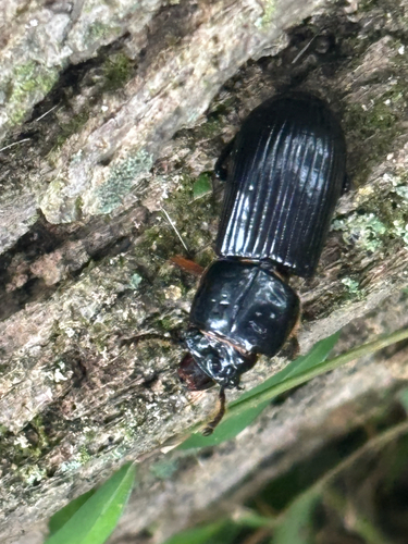 Horned Passalus Beetle