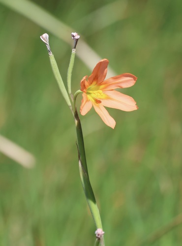 Moraea flaccida, photograph 2