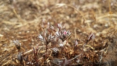 Polygonum bidwelliae