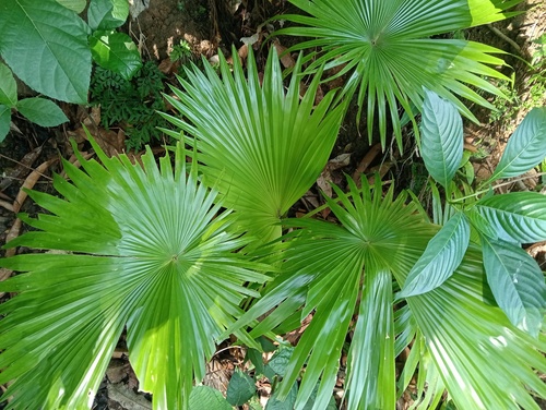 Saribus rotundifolius observed 2026-09-24