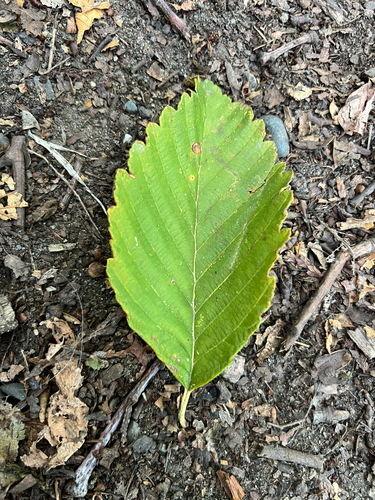 Red Alder