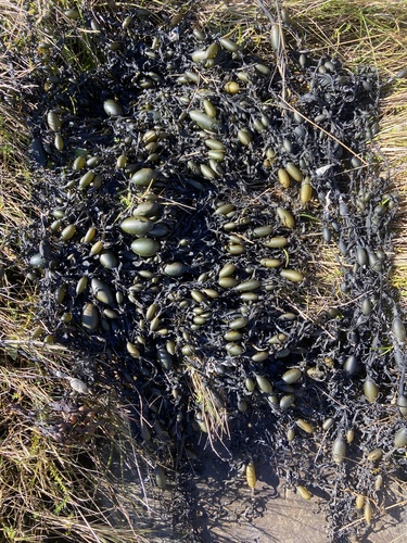 Knotted Wrack