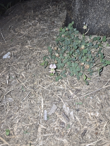 white clover