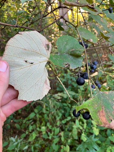 Vitis labrusca observed 2026-09-23
