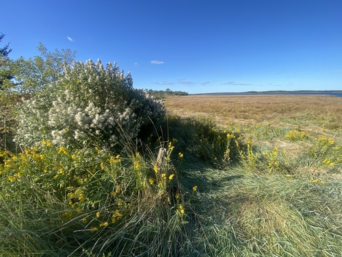 groundsel tree