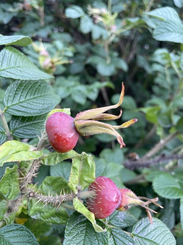 rugosa rose