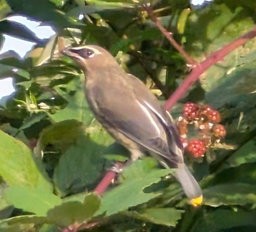 Cedar Waxwing