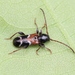 White-banded Longhorn Beetle - Photo (c) Marie Lou Legrand, some rights reserved (CC BY-NC), uploaded by Marie Lou Legrand
