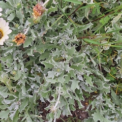 Arctotis stoechadifolia, photograph (c) Greg Tasney, some rights reserved (CC BY-SA)