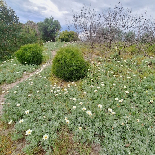 Arctotis stoechadifolia, photograph 3
