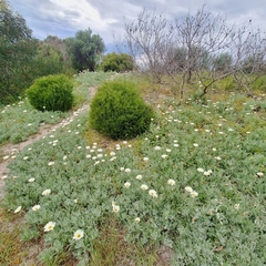 Arctotis stoechadifolia, photograph (c) Greg Tasney, some rights reserved (CC BY-SA)