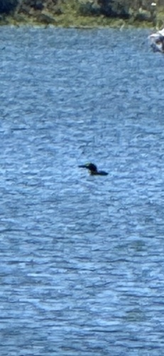 Common Loon