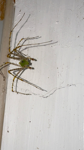 Green Lynx Spider