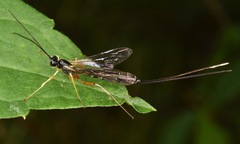 Rhyssella nitida