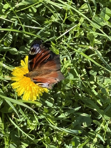 European Peacock Butterfly