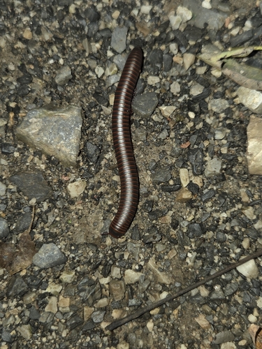 American Giant Millipede Complex