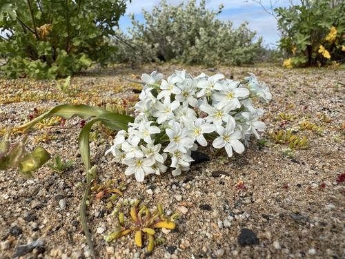 Zephyra compacta (Zephyra compacta)