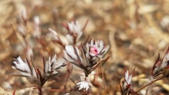 Polygonum bidwelliae