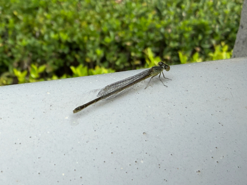 Eastern Lilysquatter