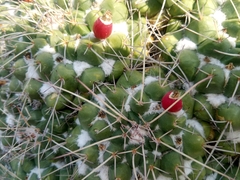 Mammillaria compressa compressa