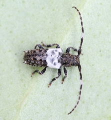 Pogonocherus hispidulus