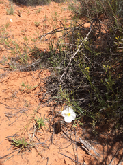 Oenothera pallida