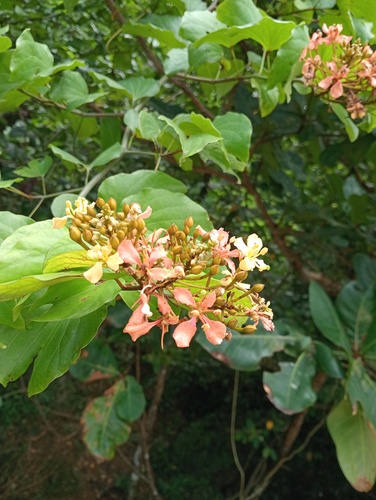 Phanera integrifolia observed 2026-09-24