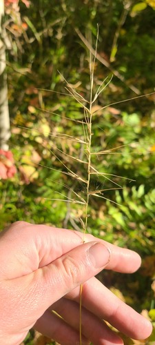 bottlebrush grass