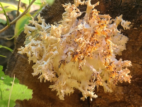 Coral tooth fungus